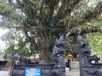お寺には大きなガジュマルの木があります