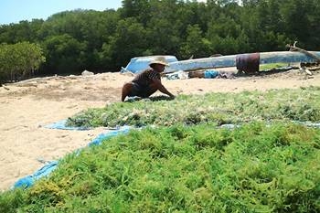 レンボンガン島の産業はこの海藻