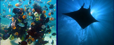 レンボンガン島・ヌサペニダ島 ダイビングをしている様子と海を泳ぐマンタの画像