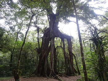 さらにガイドさんにお願いして植物公園にも寄り道