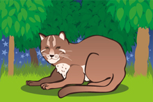 ゴールデンキャット